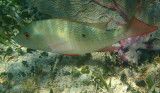 Mutton Snapper - Lutjanus analis