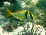 Porkfish - Anisothremus virginicus