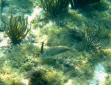White Grunt - Haemulon plumieri
