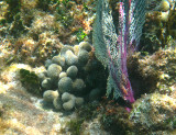 Ten-Ray Star Coral - Madracis decactis