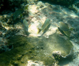 Blue Striped Grunt - Haemulon sciurus (center)