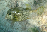 Spotted Trunkfish - Lactophrys bicaudalis