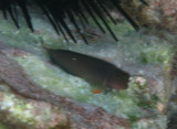 Redlip Blenny - Ophioblennius atlanticus