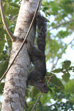 Mexican Gray Squirrel - Sciurus aureogaster