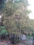 bamboo growing on campus
