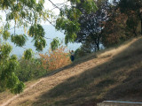 waving before she goes over the hill to work