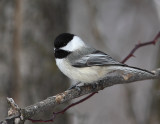 Mésange à tête noire