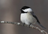 Mésange à tête noire