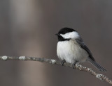 Mésange à tête noire