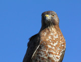 Petite Buse, Broad-winged Hawk