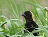 Goglu, Bobolink