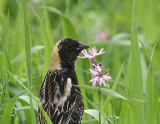 Goglu