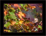 Late in the Season