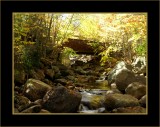 Leafy Retreat