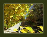 Leafy Way