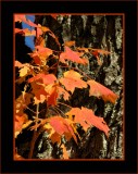 Rough Bark