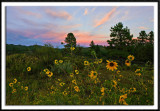 Sunflowers at Sunset