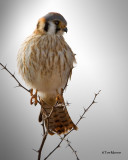 American Kestrel