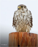 Prairie Falcon