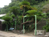 400-year old giant cycad