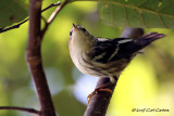 IMG_9488-Black_and_White_Warbler.jpg