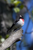 _MG_7499-Rose-breasted_Grosbeak.jpg