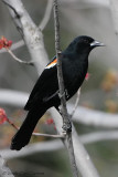 Red-Winged Blackbird