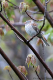 Field Sparrow