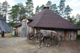 Reindeer farm