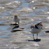 Piping Plover chick and parent 6-17-09