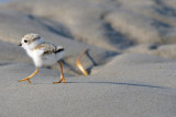 Piping Plover chick 6-25-09