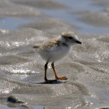 Piping Plover chick 6-17-09