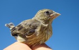 Cria de Verdilhão // Greenfinch (Carduelis chloris)