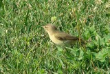 Felosinha // Common Chiffchaff (Phylloscopus collybita)