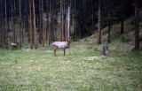 Canadian Elk.jpg