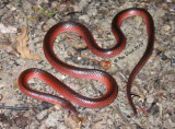 Cryptophis nigrostriatus