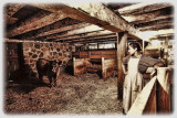 Farm Girl