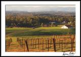 Fall Afternoon Vineyard