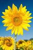 Sunflower to the skies