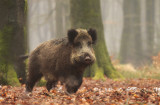 Wild zwijn - Wild Boar