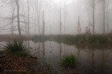 Forest fen - Bosven
