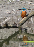 Martin pêcheur -Alcedo atthis