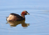 Grèbe castagneux Tachybaptus ruficollis - Little Grebe