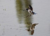 Chevalier aboyeur Tringa nebularia - Common Greenshank