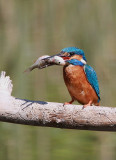 Martin pêcheur -Alcedo atthis