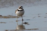 Petit Gravelot Charadrius dubius - Little Ringed Plover