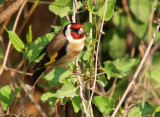 Chardonneret élégant - Carduelis carduelis
