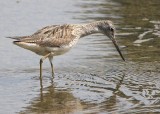 Chevalier aboyeur (Tringa nebularia)