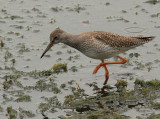 Chevalier gambette (Tringa totanus)