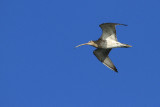 Courlis cendré Numenius arquata - Eurasian Curlew